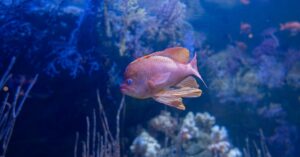 A vivid pink tropical fish swims in an underwater aquatic setting, surrounded by coral.