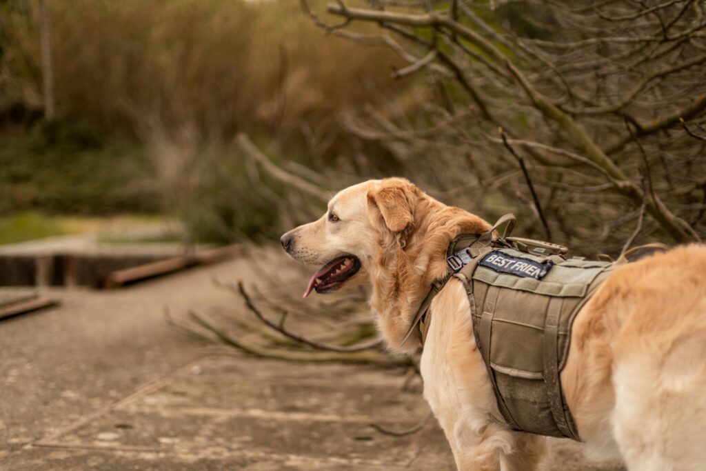 Free stock photo of dog, golden retriever