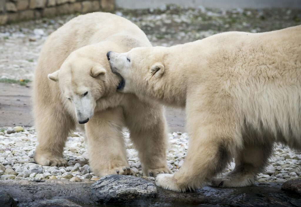 Two polar bears engage playfully in Tallinn Zoo, showcasing wildlife behavior.