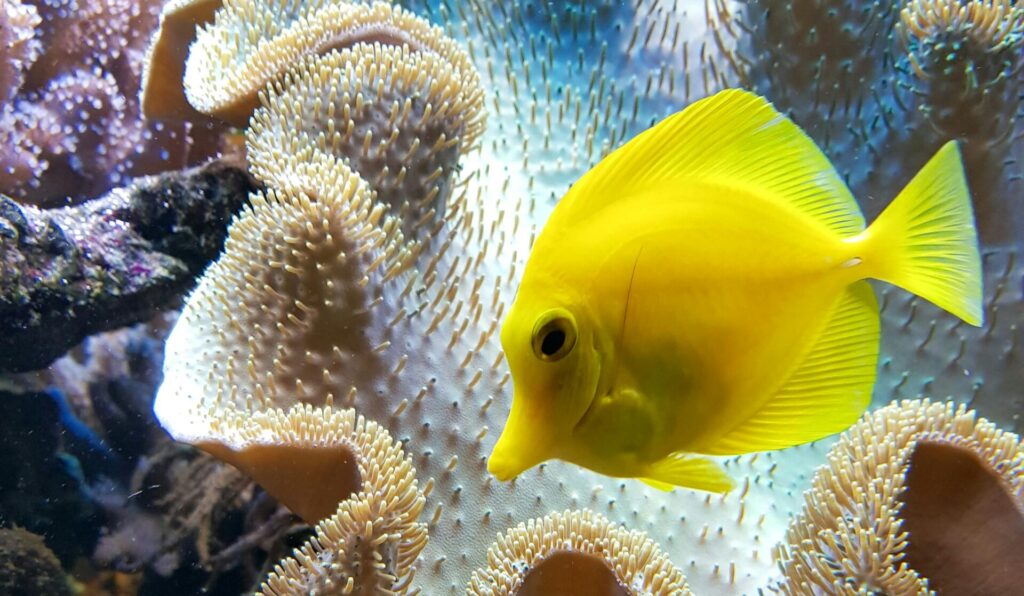 Close-up of a yellow tang fish in a colorful coral reef aquarium. yellow fish names ideas