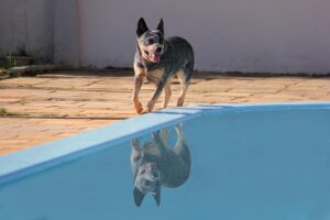 Blue Heeler enjoying a sunny day by the pool, with reflection in water.