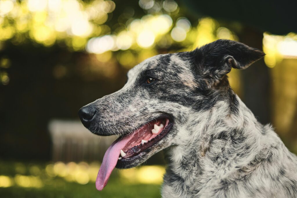 Adorable Australian Cattle Dog with tongue out in a sunny outdoor setting.