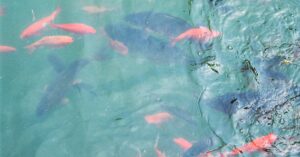 Bright pink fish swimming in clear, tropical waters, creating a colorful aquatic scene.