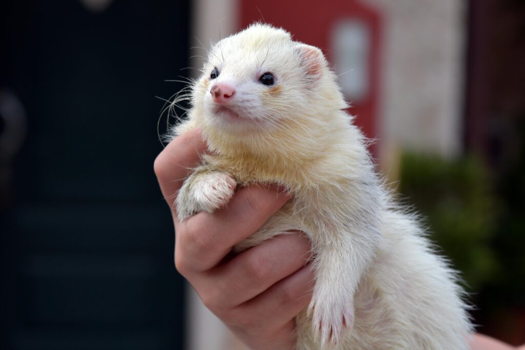 A cute ferret being gently held by a hand outdoors, showcasing its fluffy fur. Ferrets name