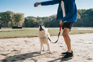 A man plays fetch with his dog in a sunny park, capturing a joyful moment.