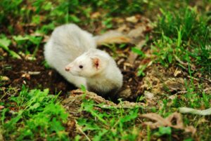 A lively ferret emerges from a burrow amidst green grass, showcasing its inquisitive nature.Ferrets name