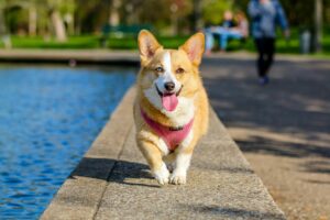 Cute corgi walking joyfully by the pond in the park on a sunny day.