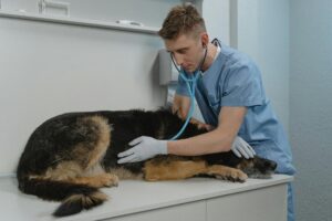 A veterinarian checks a German Shepherd's health using a stethoscope on a clinic table.Blue Heeler