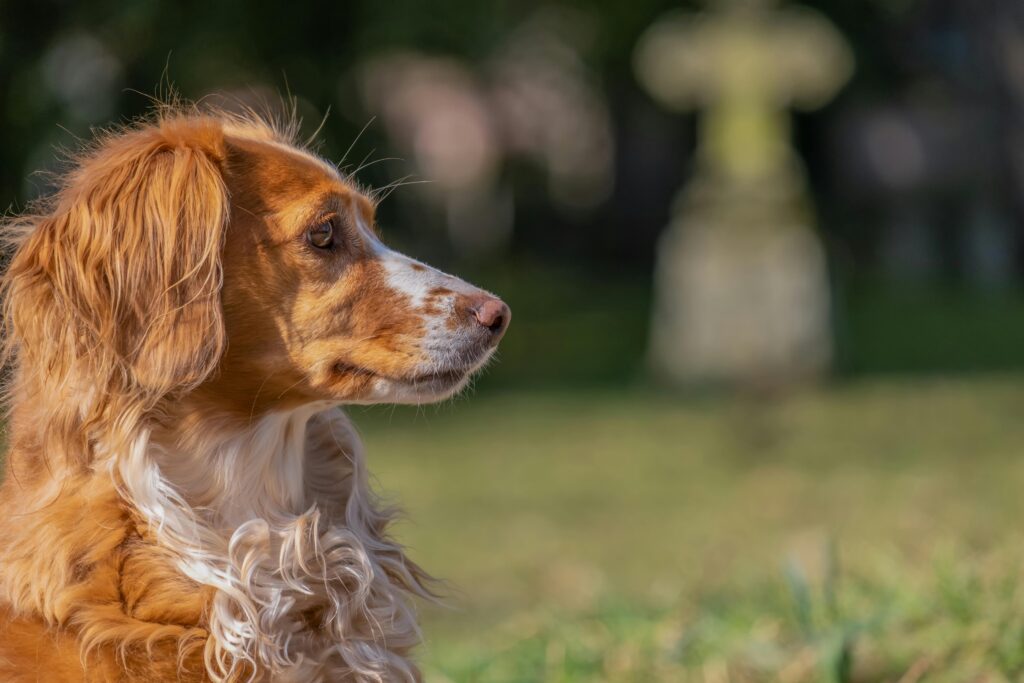 Brittany Dog Breed