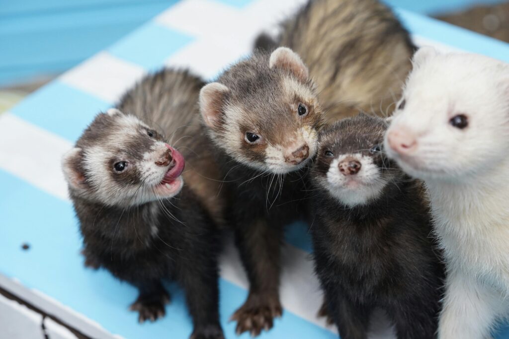 Four adorable ferrets gathered closely together, showcasing their playful nature.