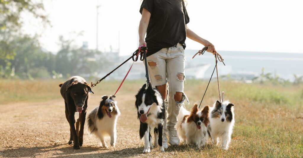 Crop positive female strolling on path with group of dogs on leashes in rural area of countryside with green trees