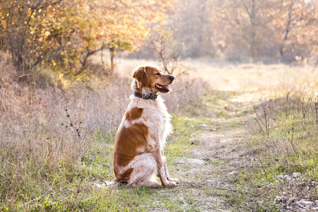 Brittany Spaniel dog sitting in a serene Bulgarian forest during autumn.
Brittany Dog Breed