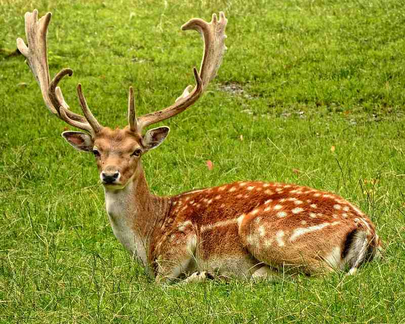 Deer names ideas