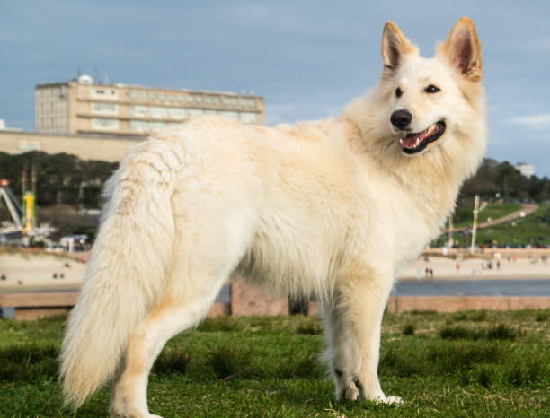 White German Shepherd